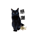 うちの黒猫の福ちゃん(色んなポーズ編)（個別スタンプ：10）