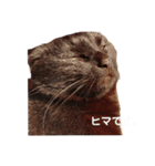 うちの黒猫の福ちゃん(色んなポーズ編)（個別スタンプ：11）