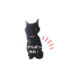 うちの黒猫の福ちゃん(色んなポーズ編)（個別スタンプ：13）