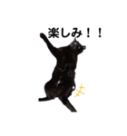 うちの黒猫の福ちゃん(色んなポーズ編)（個別スタンプ：15）