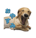 ココちゃんの日常 パート1（個別スタンプ：2）