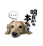 ココちゃんの日常 パート1（個別スタンプ：4）