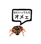 アウトロー天道虫（個別スタンプ：16）
