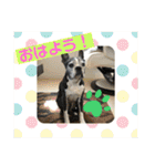 櫻井さんちのイヌ（個別スタンプ：2）