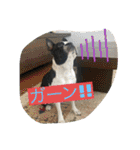 櫻井さんちのイヌ（個別スタンプ：4）
