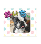 櫻井さんちのイヌ（個別スタンプ：7）
