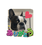 櫻井さんちのイヌ（個別スタンプ：8）