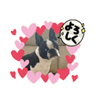 櫻井さんちのイヌ（個別スタンプ：9）