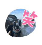 櫻井さんちのイヌ（個別スタンプ：10）
