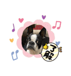 櫻井さんちのイヌ（個別スタンプ：11）
