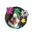 櫻井さんちのイヌ（個別スタンプ：13）