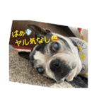 櫻井さんちのイヌ（個別スタンプ：17）