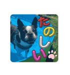 櫻井さんちのイヌ（個別スタンプ：24）