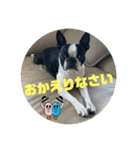 櫻井さんちのイヌ（個別スタンプ：27）