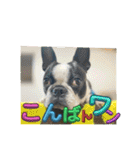 櫻井さんちのイヌ（個別スタンプ：31）
