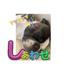 櫻井さんちのイヌ（個別スタンプ：33）