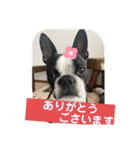 櫻井さんちのイヌ（個別スタンプ：36）