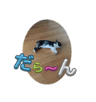 櫻井さんちのイヌ（個別スタンプ：38）