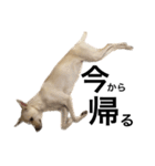 愛犬 テンちゃん（個別スタンプ：2）
