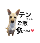 愛犬 テンちゃん（個別スタンプ：3）