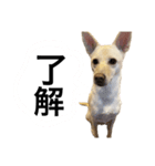 愛犬 テンちゃん（個別スタンプ：4）
