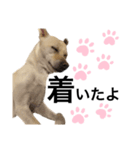 愛犬 テンちゃん（個別スタンプ：7）
