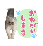 子猫のちゃま（個別スタンプ：3）