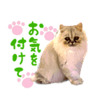 子猫のちゃま（個別スタンプ：4）