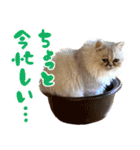 子猫のちゃま（個別スタンプ：9）