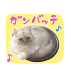 子猫のちゃま（個別スタンプ：12）