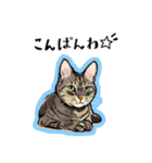 かわいいキジトラLINEスタンプ（個別スタンプ：2）