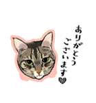 かわいいキジトラLINEスタンプ（個別スタンプ：4）