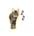 かわいいキジトラLINEスタンプ（個別スタンプ：13）