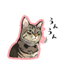 かわいいキジトラLINEスタンプ（個別スタンプ：14）