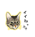 かわいいキジトラLINEスタンプ（個別スタンプ：18）