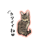 かわいいキジトラLINEスタンプ（個別スタンプ：20）