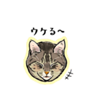 かわいいキジトラLINEスタンプ（個別スタンプ：26）