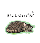 かわいいキジトラLINEスタンプ（個別スタンプ：31）