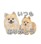 【ジョー＆はる】家族で使える日常スタンプ（個別スタンプ：1）
