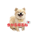 【ジョー＆はる】家族で使える日常スタンプ（個別スタンプ：2）