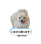 【ジョー＆はる】家族で使える日常スタンプ（個別スタンプ：4）