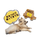 【ジョー＆はる】家族で使える日常スタンプ（個別スタンプ：6）