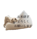 【ジョー＆はる】家族で使える日常スタンプ（個別スタンプ：8）
