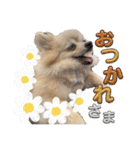 【ジョー＆はる】家族で使える日常スタンプ（個別スタンプ：9）