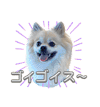 【ジョー＆はる】家族で使える日常スタンプ（個別スタンプ：12）