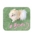 【ジョー＆はる】家族で使える日常スタンプ（個別スタンプ：13）