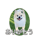 【ジョー＆はる】家族で使える日常スタンプ（個別スタンプ：16）