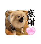 【ジョー＆はる】家族で使える日常スタンプ（個別スタンプ：17）