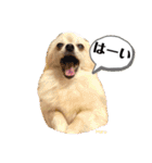 【ジョー＆はる】家族で使える日常スタンプ（個別スタンプ：19）