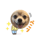 【ジョー＆はる】家族で使える日常スタンプ（個別スタンプ：25）
